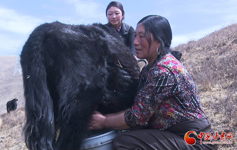 甘肅合作：高原上盛開了一朵美麗的“格?；ā保▓D）