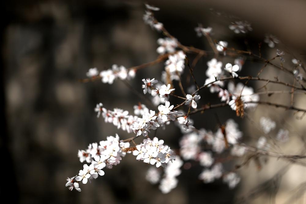 海報|花開隴原，甘肅這些景區(qū)正在復(fù)蘇！