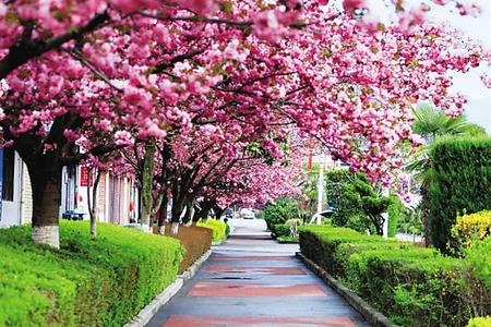 【印象隴原】去兩當(dāng)，與櫻花赴約