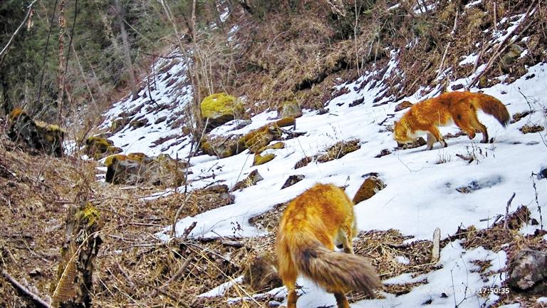 連城自然保護區(qū)首次發(fā)現國家二級保護動物豺