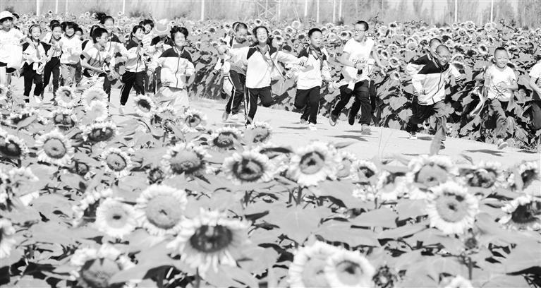 蘭州新區(qū)萬(wàn)畝向日葵花海美如畫(huà)