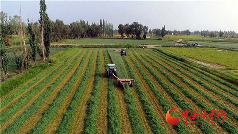 瓜州：牧草種植帶來(lái)好“錢(qián)”景