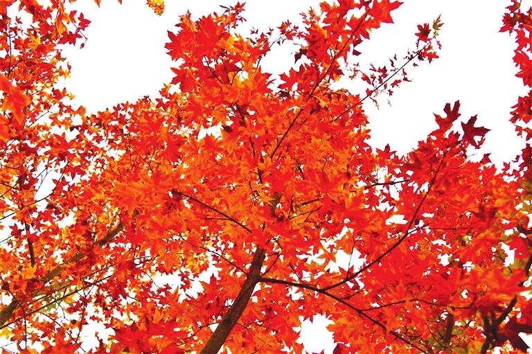 出彩啦！蘭州高校秋景驚艷來襲，快到秋日調(diào)色盤里pick你的母校