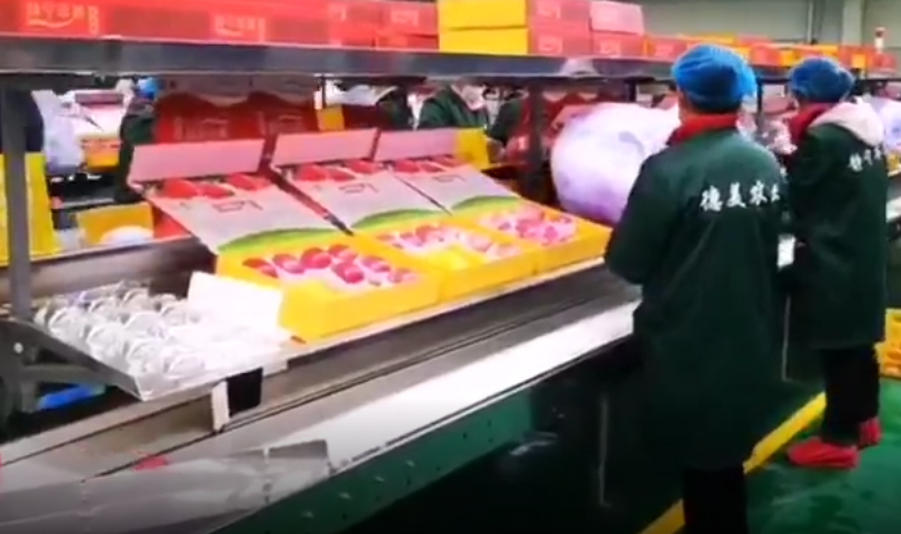 【獨家視頻】快訊丨甘肅省委副書記、代省長任振鶴在靜寧縣調(diào)研蘋果產(chǎn)業(yè)發(fā)展