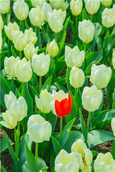 花叢中，別具一格。羅云希 攝