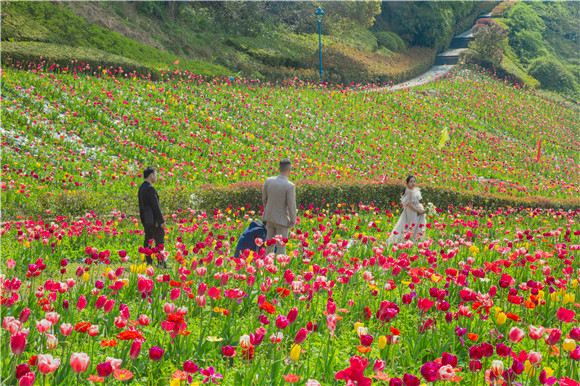 花海間，拍上一組美美的婚紗照。羅云希 攝
