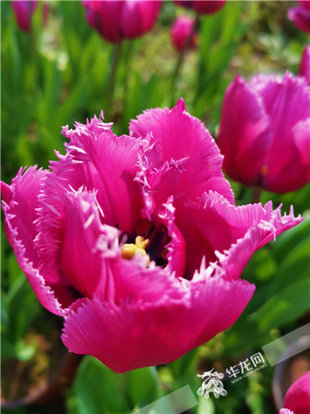 特色郁金香品種，花邊呈鋸齒狀。華龍網(wǎng)—新重慶客戶端記者 舒婷 攝