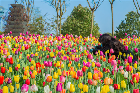 五顏六色郁金香花海。羅云希 攝