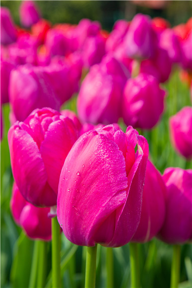 郁金香嬌艷欲滴。羅云希 攝