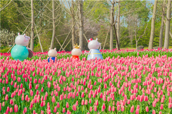 長壽湖郁金香次第開放。羅云希 攝