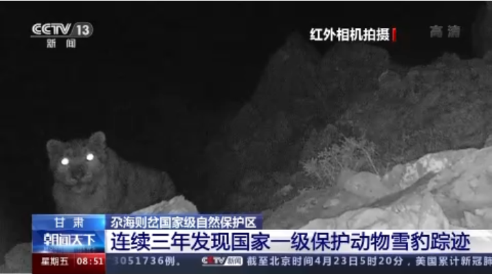 “大貓”出沒！甘肅尕海則岔保護區(qū)連續(xù)三年發(fā)現(xiàn)雪豹蹤跡