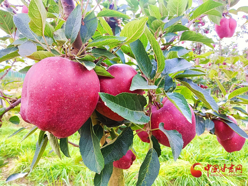 【小康圓夢·看甘肅】西和何壩鎮(zhèn)：蘋果產(chǎn)業(yè)鼓足群眾“錢袋子”