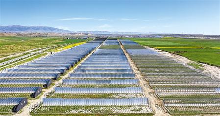 武威天?？h松山鎮(zhèn)德吉新村秀珍菇科技產(chǎn)業(yè)園初具規(guī)模