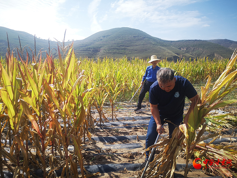 【慶豐收 感黨恩】定西安定：劉鴻奎的豐收節(jié)！