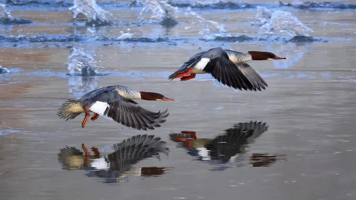 甘肅漳縣：綠色發(fā)展引來(lái)百鳥棲