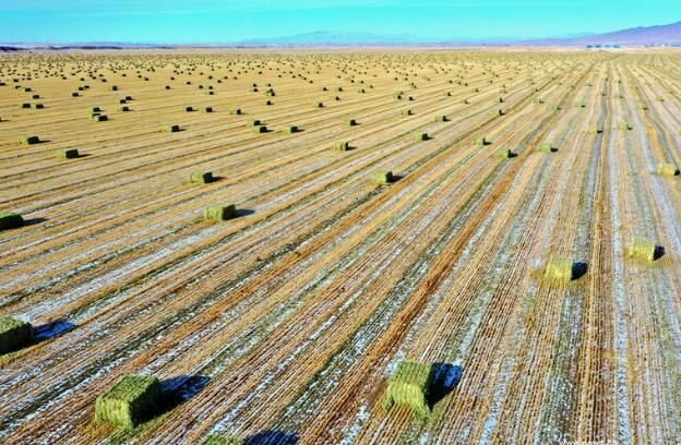 【“飛閱”中國(guó)】瞰！山丹馬場(chǎng)撒“青豆”