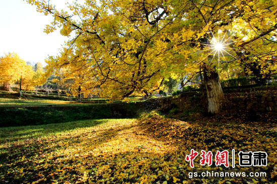 隴南徽縣銀杏樹最美的時候，當屬每年的10月至11月。圖為樹葉已染黃的銀杏樹。張承榮 攝