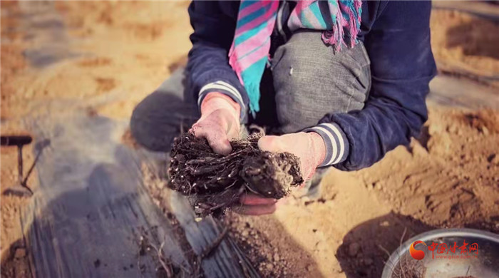 【隴拍客】好消息！榆中縣馬坡鄉(xiāng)在高海拔的馬銜山山麓種植1500畝當(dāng)歸