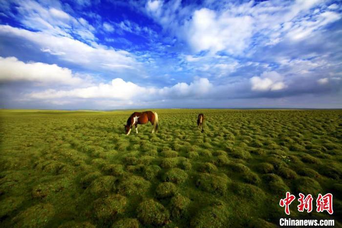 圖為甘肅甘南藏族自治州草原風(fēng)光。(資料圖) 艾慶龍 　攝