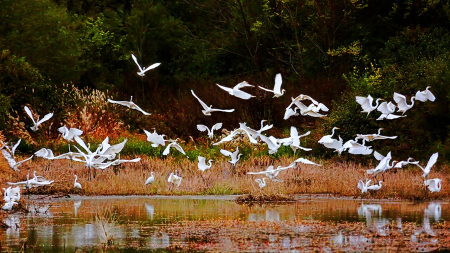 白鷺翩躚舞初冬。吳康軍攝