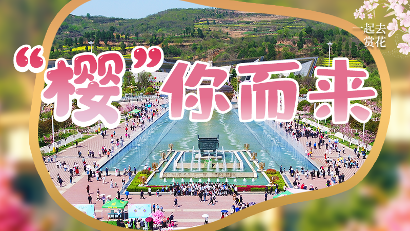 海報(bào)|春色爛漫，一組海報(bào)“云賞”櫻花盛開