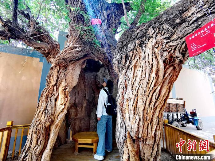 青海海東市阿河灘地質(zhì)文化村：古樹(shù)新枝、丹山碧水