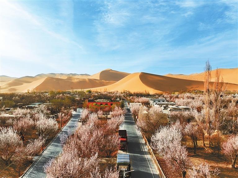 近日，敦煌鳴沙山下的李廣杏杏花陸續(xù)開放，美如畫卷。新甘肅·甘肅日報通訊員　張曉亮