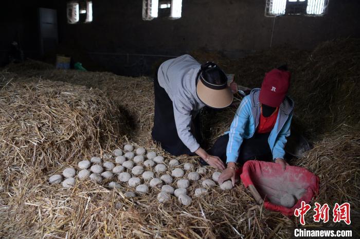 酒曲成型之后入曲房，入室之前要灑水，再鋪青稞草，防止曲塊的水分被吸走，曲房內(nèi)有通風(fēng)道、窗戶、暖氣、電熱爐等各種控制曲房溫度的設(shè)備。圖為5月10日，工作人員將成型的曲塊搬運(yùn)到曲房。九美旦增　攝