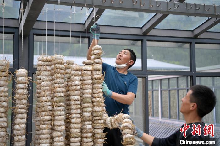 圖為5月10日，工作人員將用青稞面和青稞草等制成的曲坯用繩子串起來晾曬。九美旦增　攝