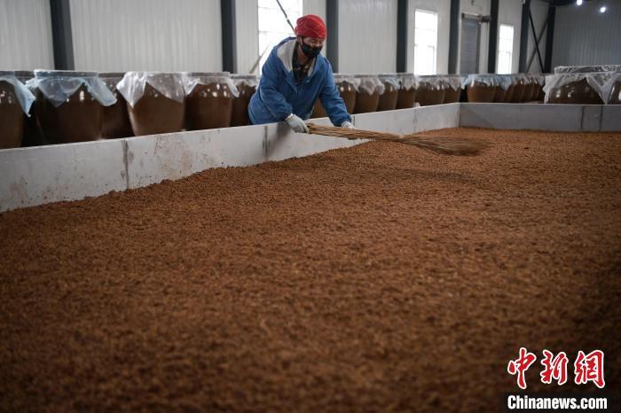 圖為5月10日，工作人員整理鋪撒的酒醅。九美旦增　攝