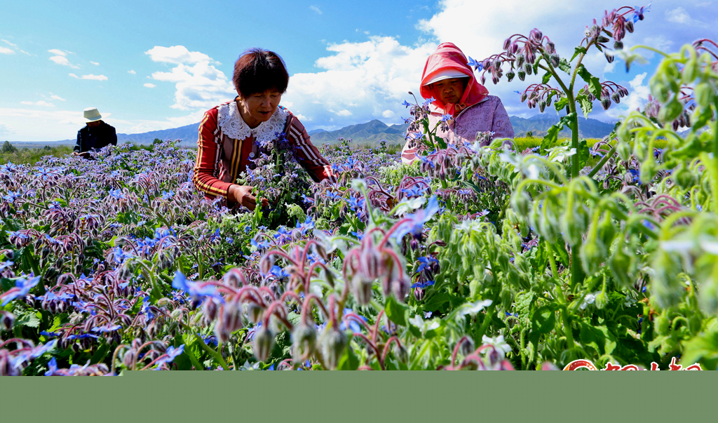 高臺：“小制種”繁花似錦
