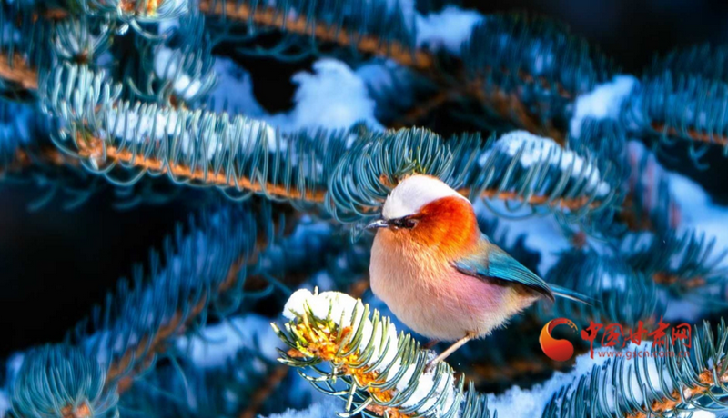春動(dòng)隴原|雪落祁連遇“精靈” 鳳頭雀鶯舞春光